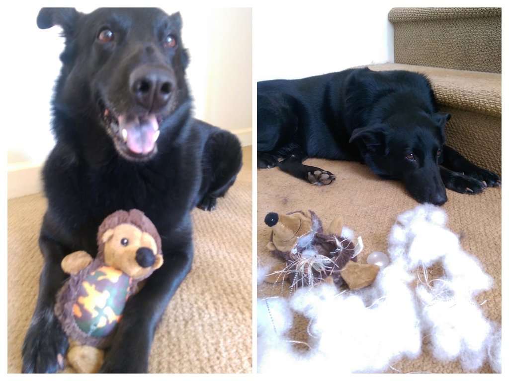 cute_dog_zone's tweet photo. From very excited to instant regret https://t.co/l7mztgzdur
