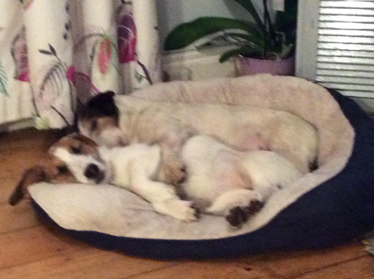 VimesTheDog's tweet photo. Everybody loves a snuggle! #spooning https://t.co/8QLiESr9nK