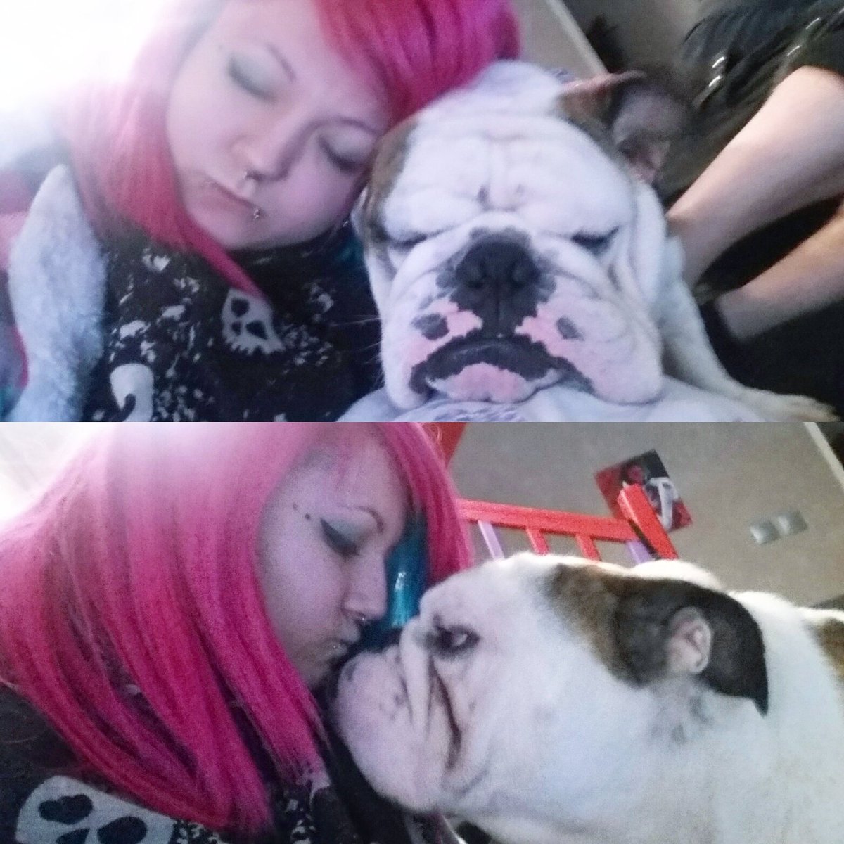 scaripink's tweet photo. mon boubou veux dodo♡ #Englishbulldog #bulldogs2016 #Bulldogs #bulldogfrances https://t.co/nipVgvW6bV