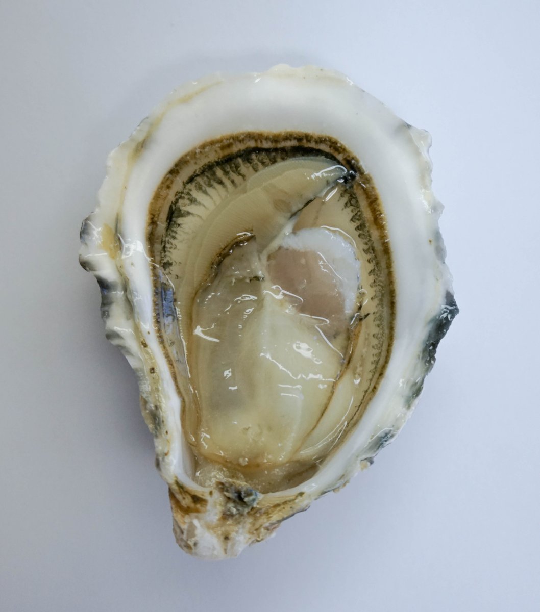 MalindiTaylor's tweet photo. Taking oyster head shots. #oysters #headshots https://t.co/ozcRsGpfaf
