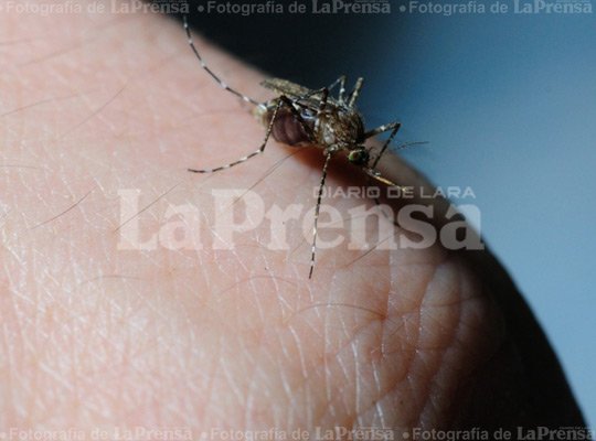 laprensalara's tweet photo. OMS informará mañana sobre avances en la lucha contra el zika https://t.co/gcxVWRPBMM https://t.co/nZ6gkNQRw8