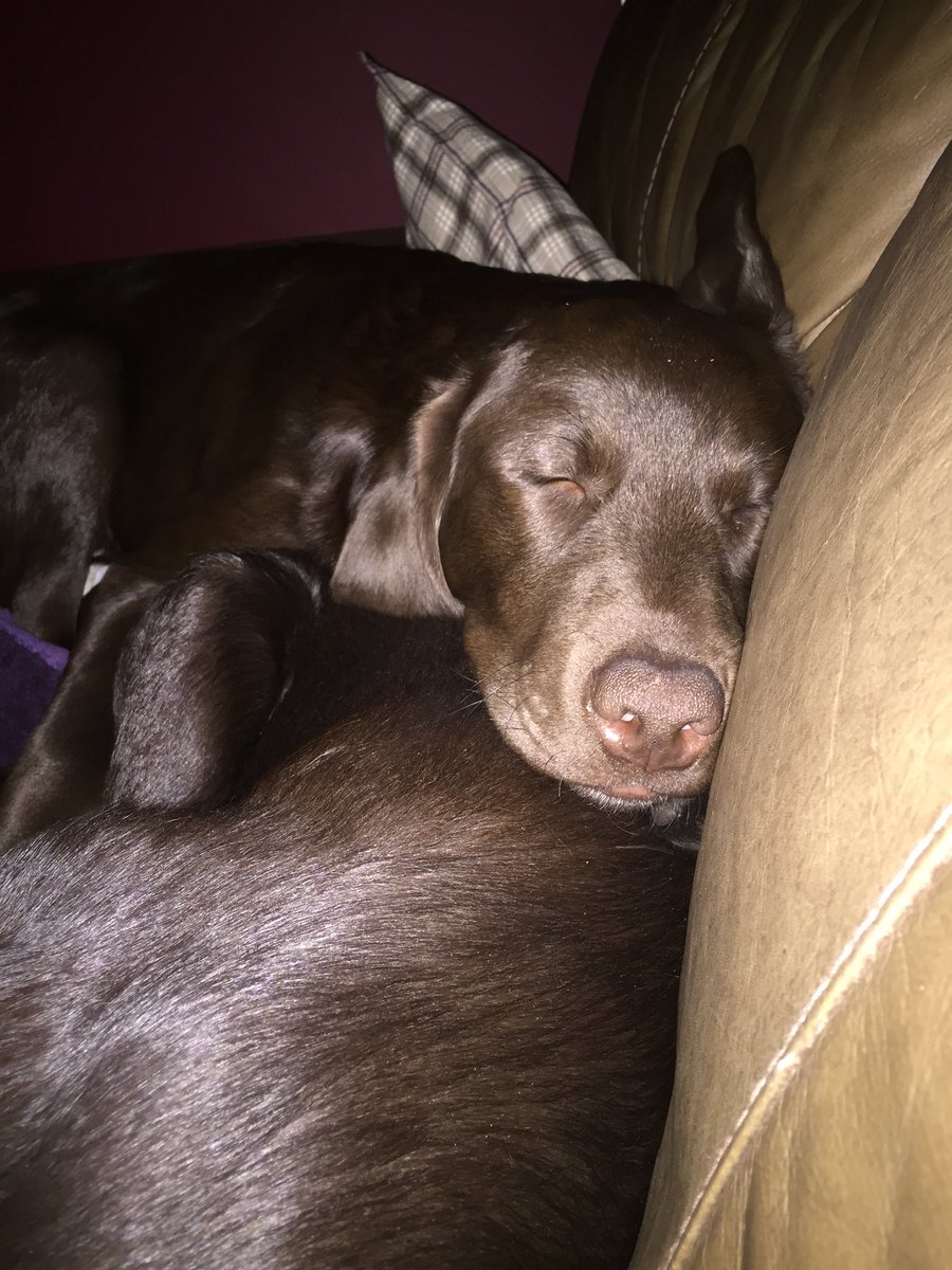 Jamiel72's tweet photo. Jacob and Marley just chilling with Dad on the sofa #chocolatelablove xx https://t.co/nnXv4I023U