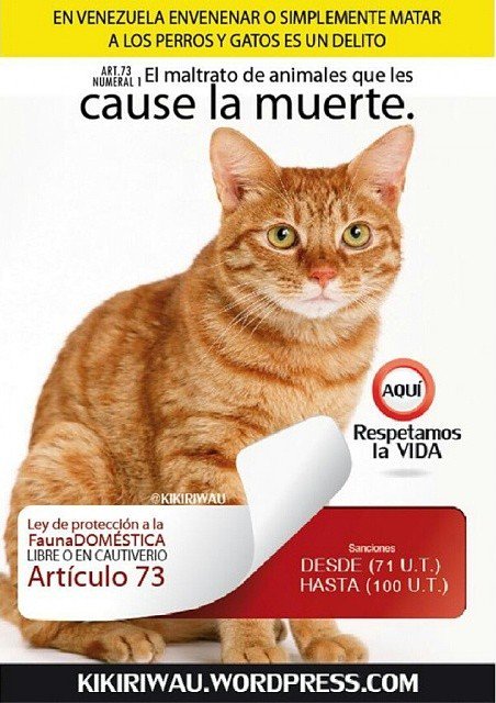 Kikiri Wau tweet media