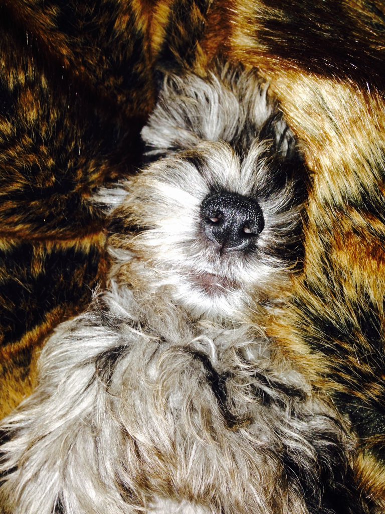 CHEFAKS's tweet photo. Asleep https://t.co/QsdzPkGMv6