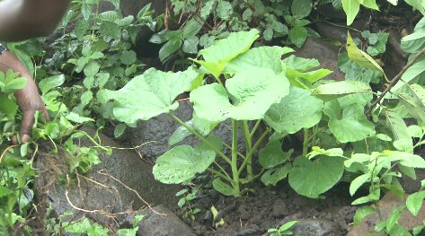 FijiOneNews's tweet photo. Rain provides relief for farmers post Winston https://t.co/XDUd0zg8No #TCWinstonAftermath #Rain #FoodSecurity https://t.co/q91FC05AZr