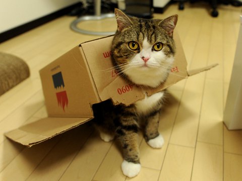 millschmidt's tweet photo. The nine stages of writing your novel - with cats https://t.co/od6U2qFAYT #mondayblogs #blogging #blog #amwriting https://t.co/8XOMfsR6ME