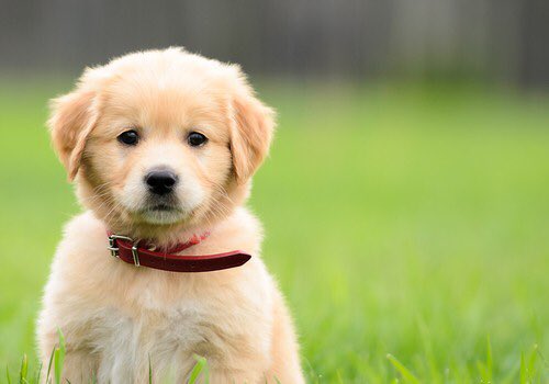 CutestPups tweet media