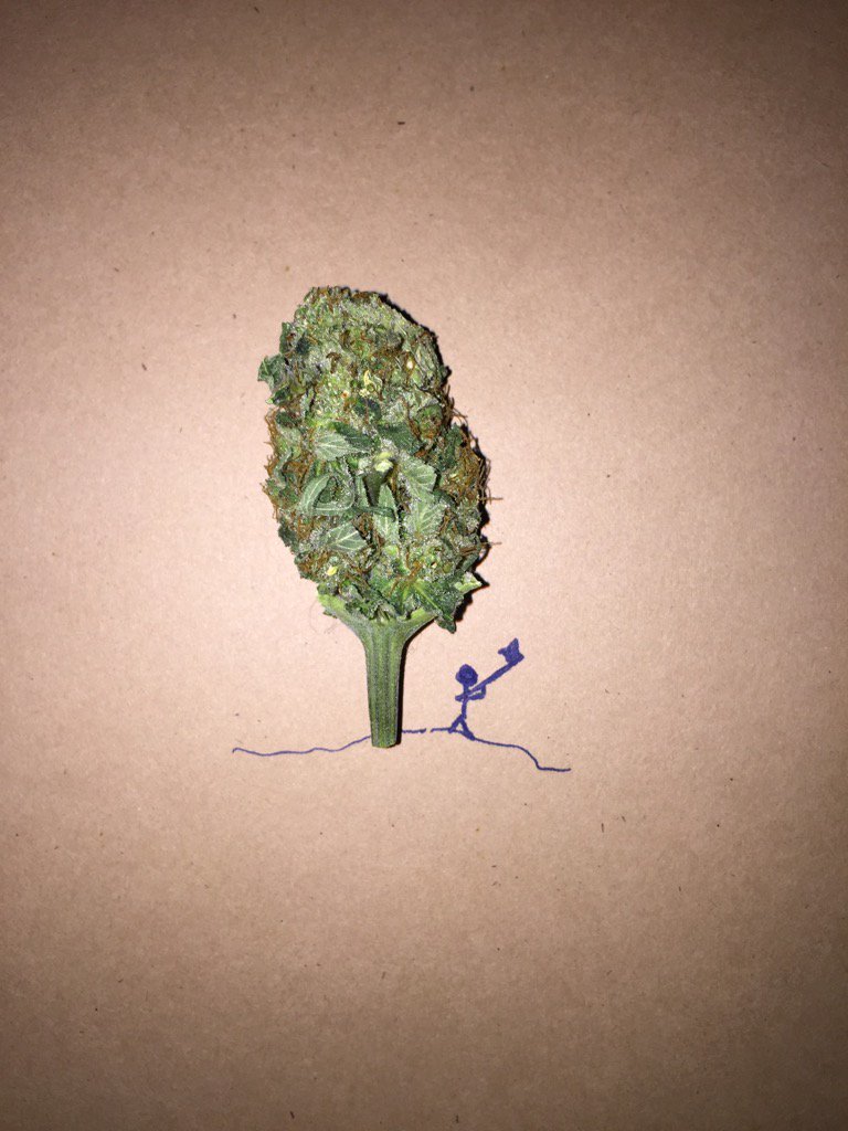 marctederick's tweet photo. #cannabis #legalizeit #pot #hippie #cannabisart #budz #420 #weedporn #choppintrees #nature https://t.co/0wmgNDljl8