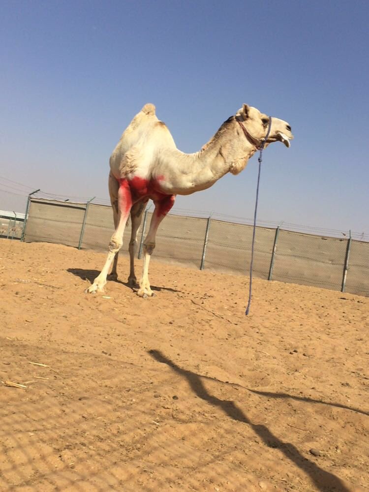 hajasn's tweet photo. الشبابي بعير هجن العاصفة محمية مرغم https://t.co/WejIbsSWuC