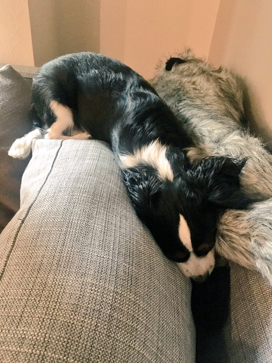 ErikaHarlacher's tweet photo. Sometimes, being a dog is just too exhausting. #puppygus #backofthecouch #heisdoingitwrong https://t.co/1TEK1FEkUg