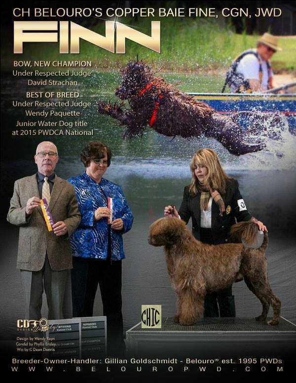 BelouroRegdPWDs's tweet photo. #purposefullybred #portuguesewaterdogs #WincOnLine @CanDogFancier @Purebred_Dogs Orthopedic Foundation for Animals https://t.co/3awZbYPSBQ