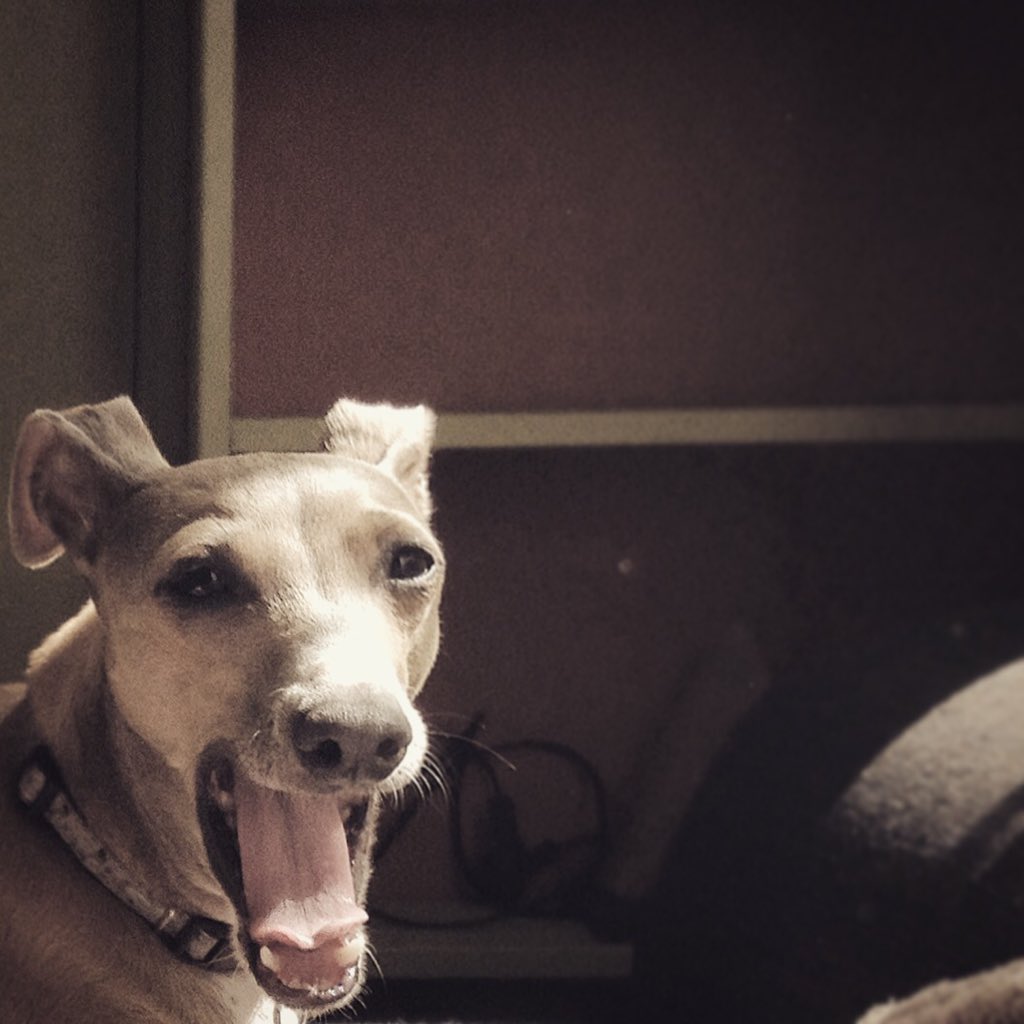 jivingvoodoo's tweet photo. Photos of me in all my Iggy glory https://t.co/Ldpd8FicZU