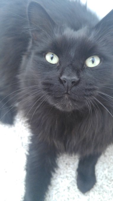 Such a a sweet, fuzzy face! Love my boy. #kittylove #mainecoon #biglove https://t.co/Pq0MMVTsF1<a href="/tag/kittylove"class="tags">#kittylove</a><a href="/tag/biglove"class="tags"><span>#biglove</span></a><a href="/tag/mainecoon"class="tags"><span>#mainecoon</span></a>