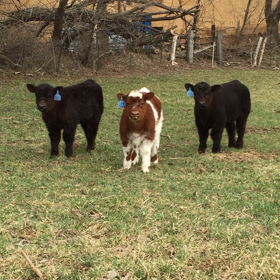 Bushman Cattle L To R No Worries Heifer Full Sis To Last Years Baldy Tomahawk Chop Steer Monopoly X High Def Bull Prospect T Co 2r3tvf3yyv Bushman Cattle L To R No Worries Heifer Full Sis To Last Years Baldy Tomahawk Chop Steer Monopoly X High Def Bull Prospect T Co 2r3tvf3yyv