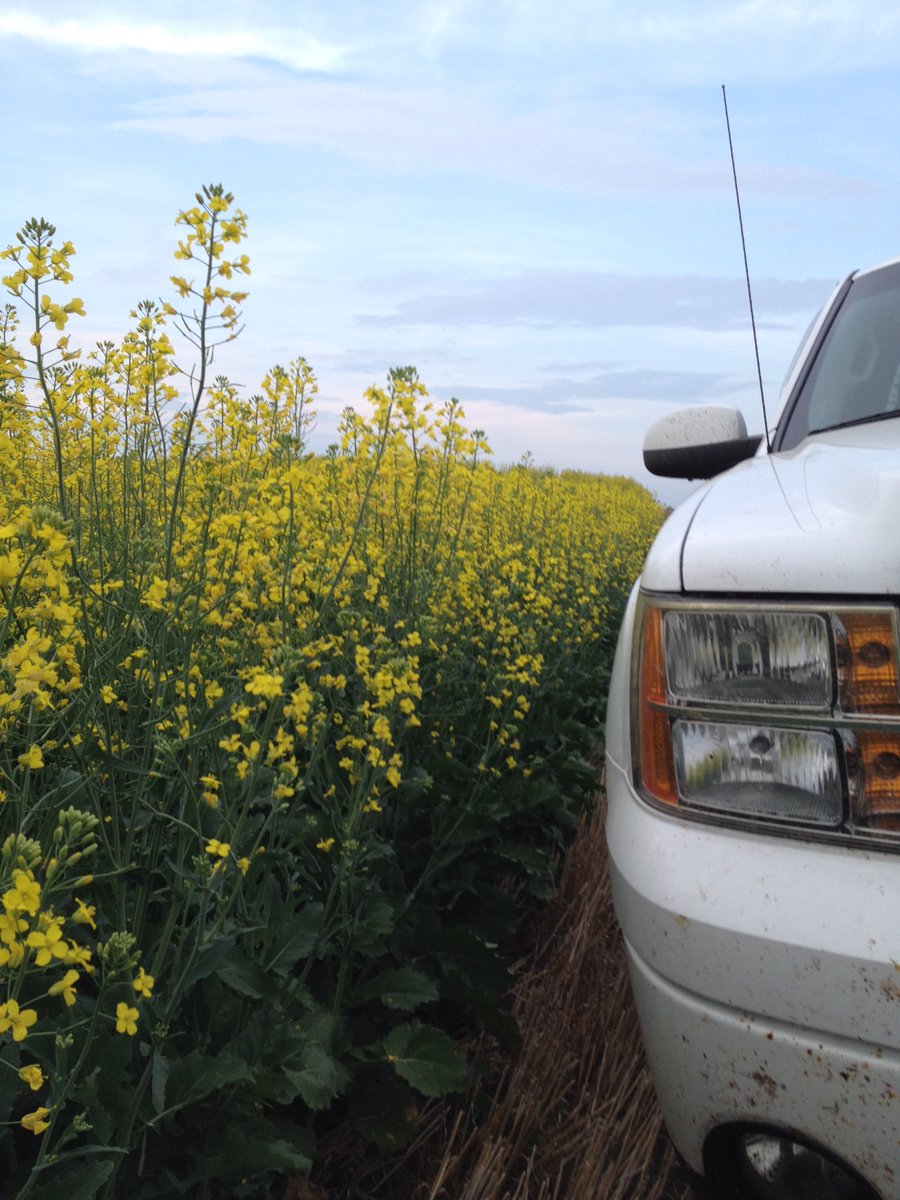 Lonerockred's tweet photo. @syngentacanada growing both #SY4157 and #SY4105. Grew SY4105 last year and was very impressed with it. #plant16 https://t.co/oog8bCNnlZ