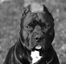 SHOWMEYOURBULLY's tweet photo. https://t.co/vgtIHYuR3X
