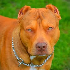 SHOWMEYOURBULLY's tweet photo. https://t.co/dBZH9ATz5h