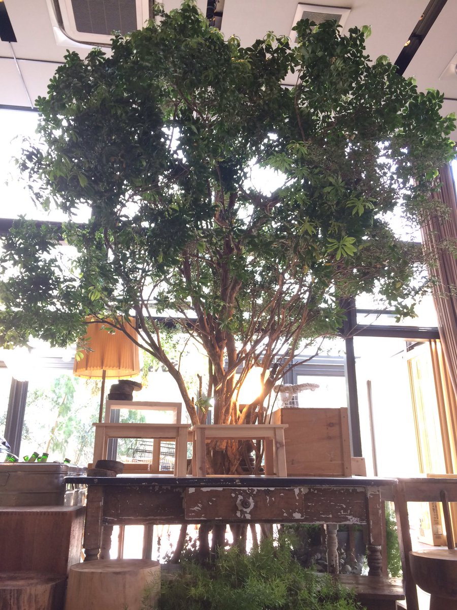 Luvonical ラボニカル 花屋 Works ウェディングの会場に大きな木をたてました Luvonical Wedding Bridal 花 装花 花屋 堀江 ブーケ ウェディング ブライダル 大阪 堀江 結婚式 T Co Iafza1dddx