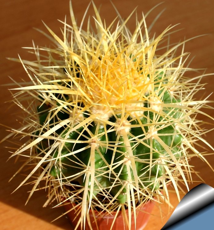 danangadvisor tweet picture