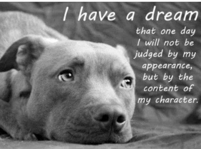 SHOWMEYOURBULLY's tweet photo. Best dogs, who agrees ? https://t.co/IV3LCe5VlU