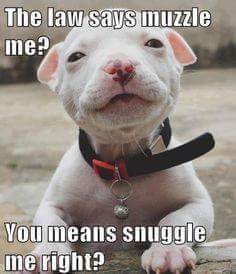 SHOWMEYOURBULLY's tweet photo. https://t.co/wD9aNpvpbw