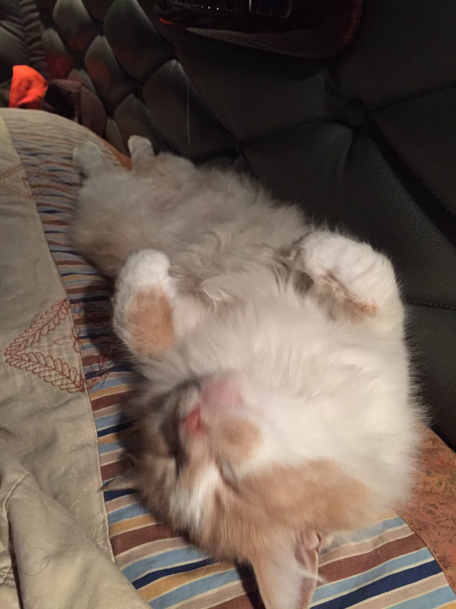 BobcatWilson1's tweet photo. @SummerAndrich you swim I nap #catlife https://t.co/68Ham9DZA3