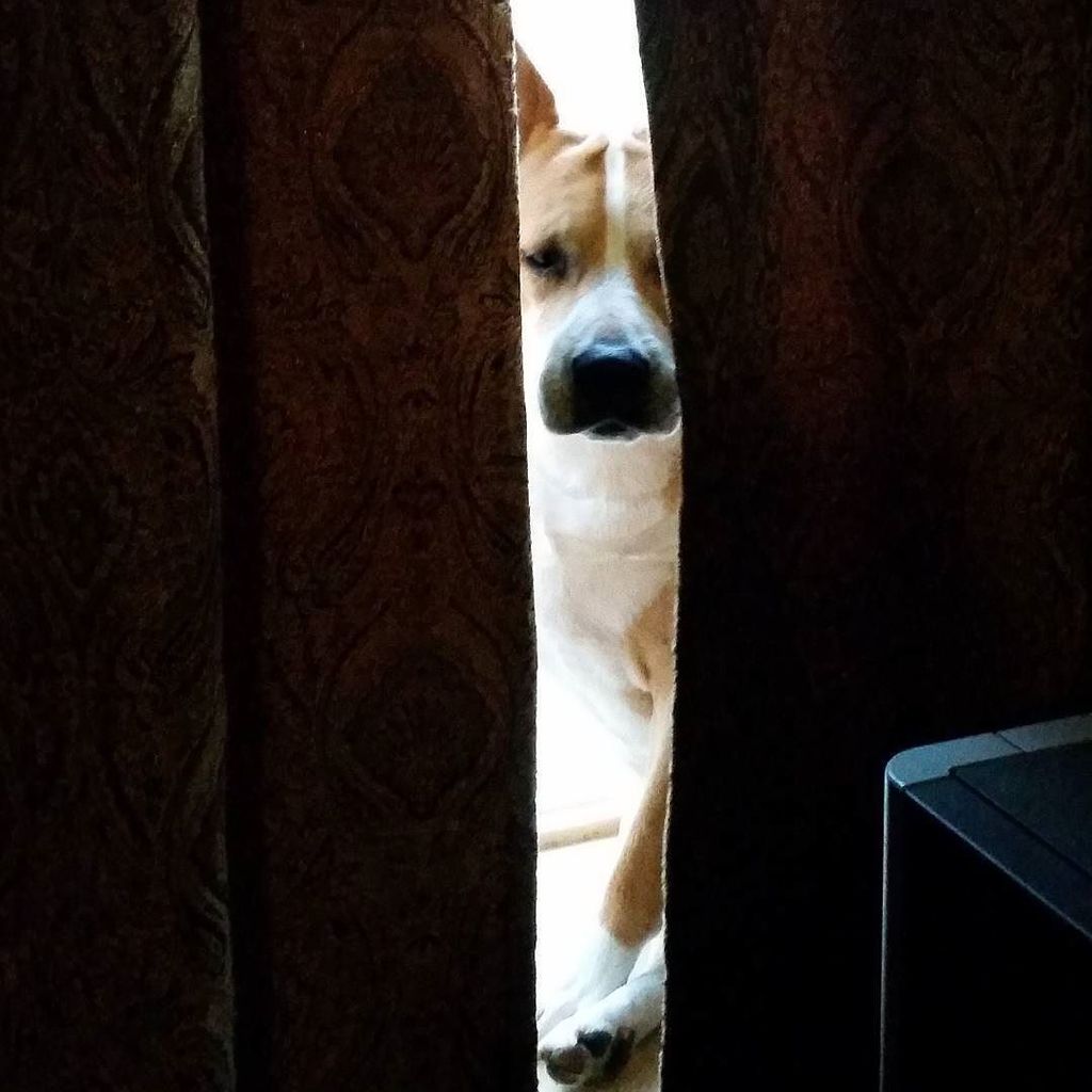 jeannie_rae's tweet image. I’m invisible, right?

Pay no attention to the dog behind the curtain. ;) #windowdog #behi… ift.tt/1SeeK94