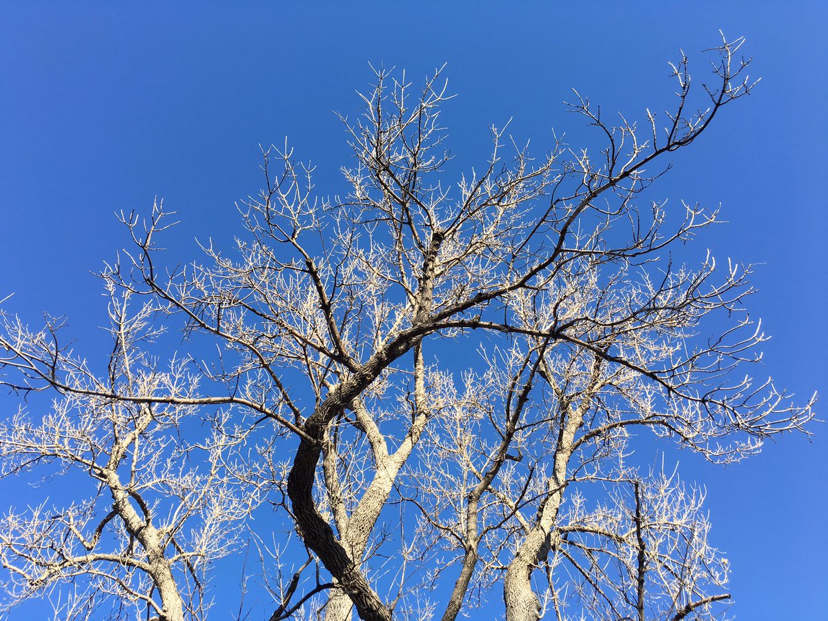 esb's tweet photo. Vernal equinox made for some nice evening light #ESBTreeWeek She'll be green by Mother's Day. #Denver https://t.co/uCPrRNbWGU