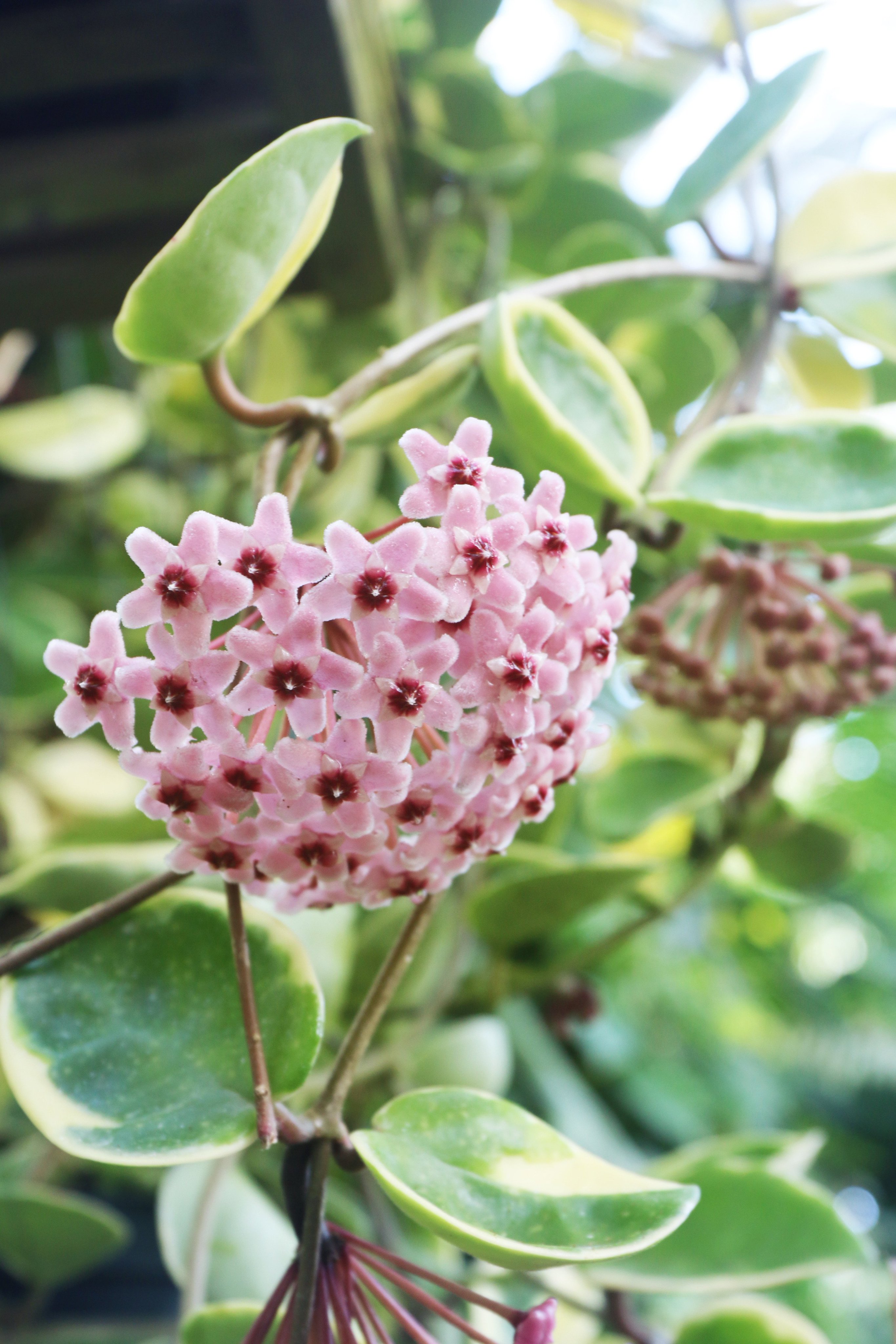 咲くやこの花館 いよいよ桜の開花シーズンが近づいてきましたね ということで名前にサクラ がついている植物をご紹介します その名も サクララン つる性のガガイモ科 キョウチクトウ科 の植物です ピンク色の可愛らしい花で人気があるんですよ
