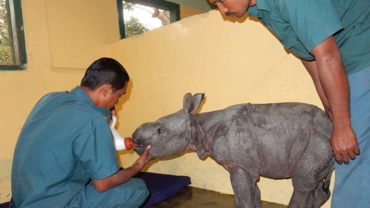 XHNews's tweet photo. Where is the mother of the week-old #rhinoceros calf? https://t.co/zz0tJS5R33 https://t.co/kDjZw2Acza