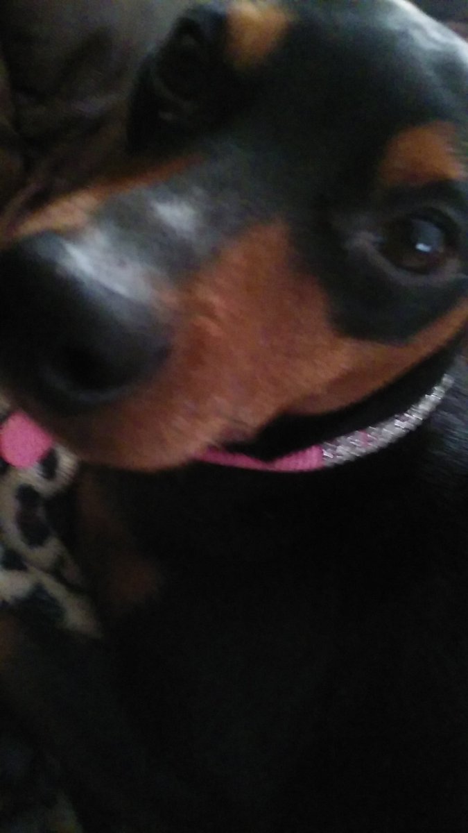 lilaubiegirl's tweet photo. #dogsoftwitter OMD!! Did yoo see Da new #busybones on camershal? Dat make me #busydog for mommy surgewy! https://t.co/pnrXAvd0ad