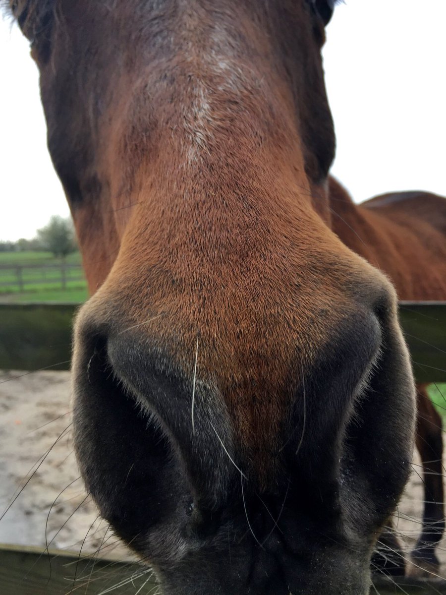 MissFushiGaming's tweet photo. When your phone looks like a carrot. #FromSaturday https://t.co/AXK5Ezbv02