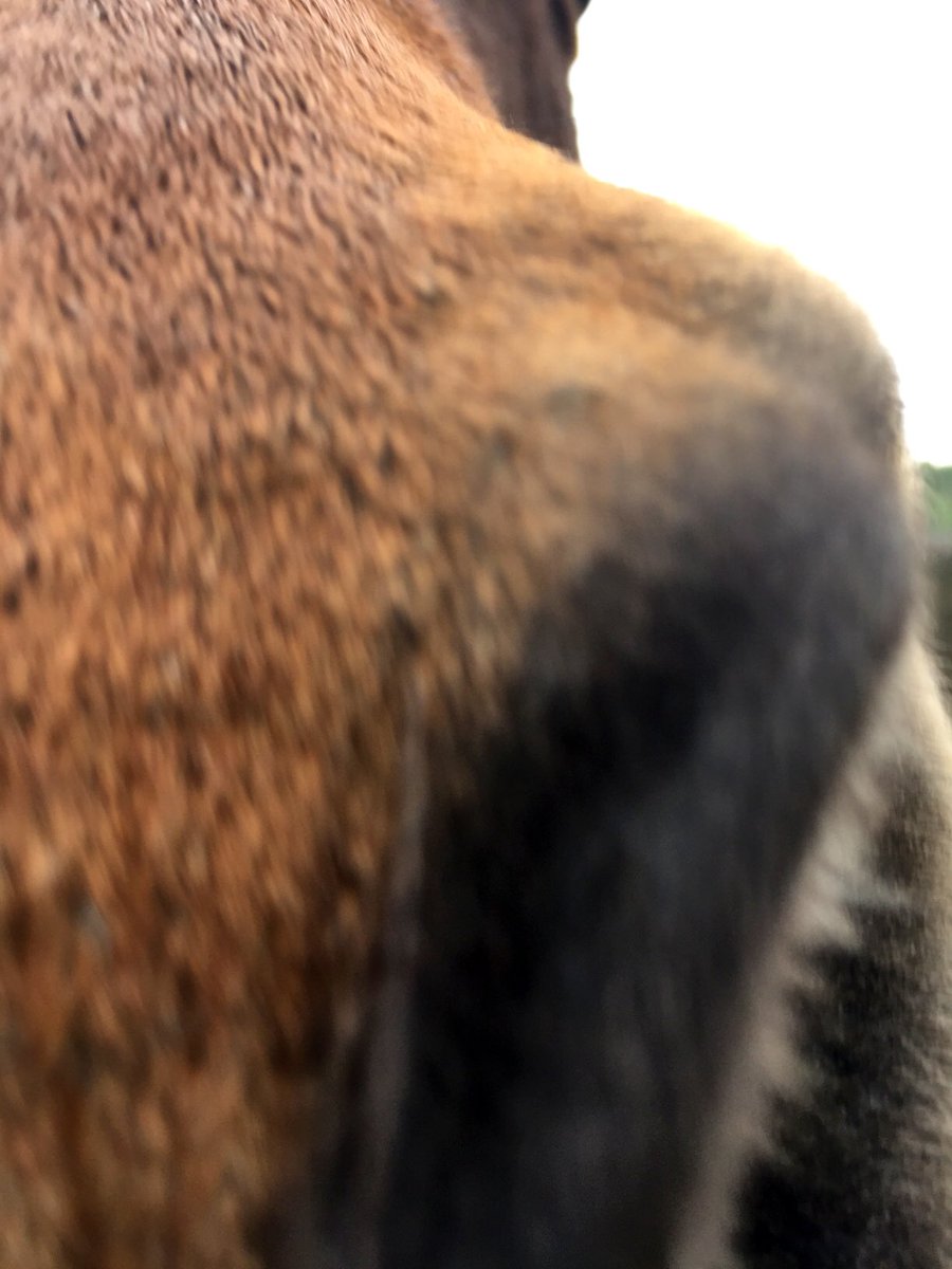 MissFushiGaming's tweet photo. When your phone looks like a carrot. #FromSaturday https://t.co/AXK5Ezbv02