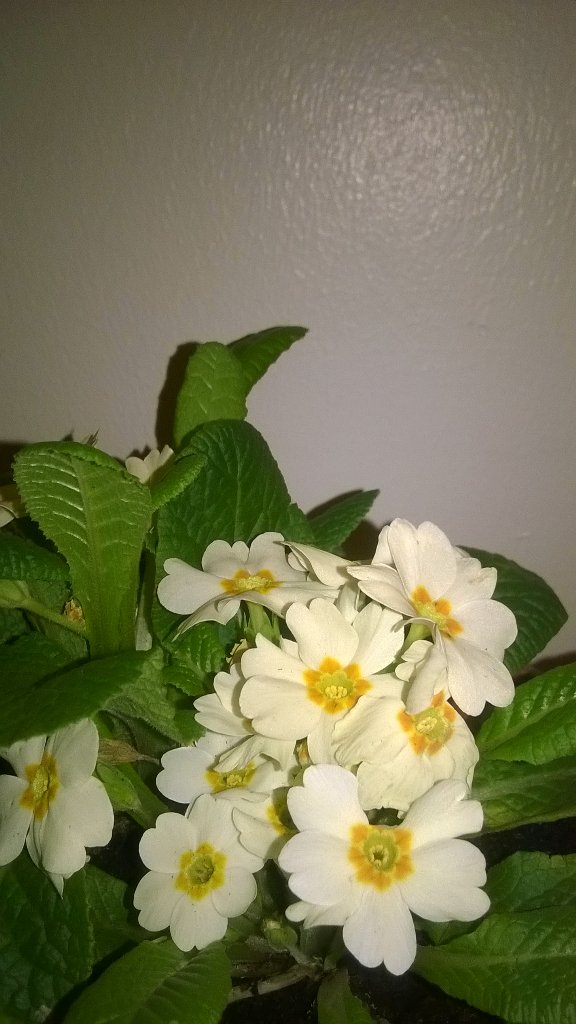 zipidydodaday's tweet image. &quot;@CountryLife100:  #springsnaps