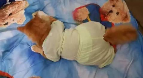 haziflatif's tweet photo. Aku suka baby . Untuk hilang rasa kerinduan pada baby aku jadikan kucing aku experimen aku 😂😂😂😂😂😂😂😂😘😹 https://t.co/35og9kxFWT