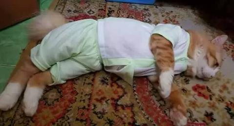 haziflatif's tweet photo. Aku suka baby . Untuk hilang rasa kerinduan pada baby aku jadikan kucing aku experimen aku 😂😂😂😂😂😂😂😂😘😹 https://t.co/35og9kxFWT