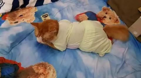 haziflatif's tweet photo. Aku suka baby . Untuk hilang rasa kerinduan pada baby aku jadikan kucing aku experimen aku 😂😂😂😂😂😂😂😂😘😹 https://t.co/35og9kxFWT
