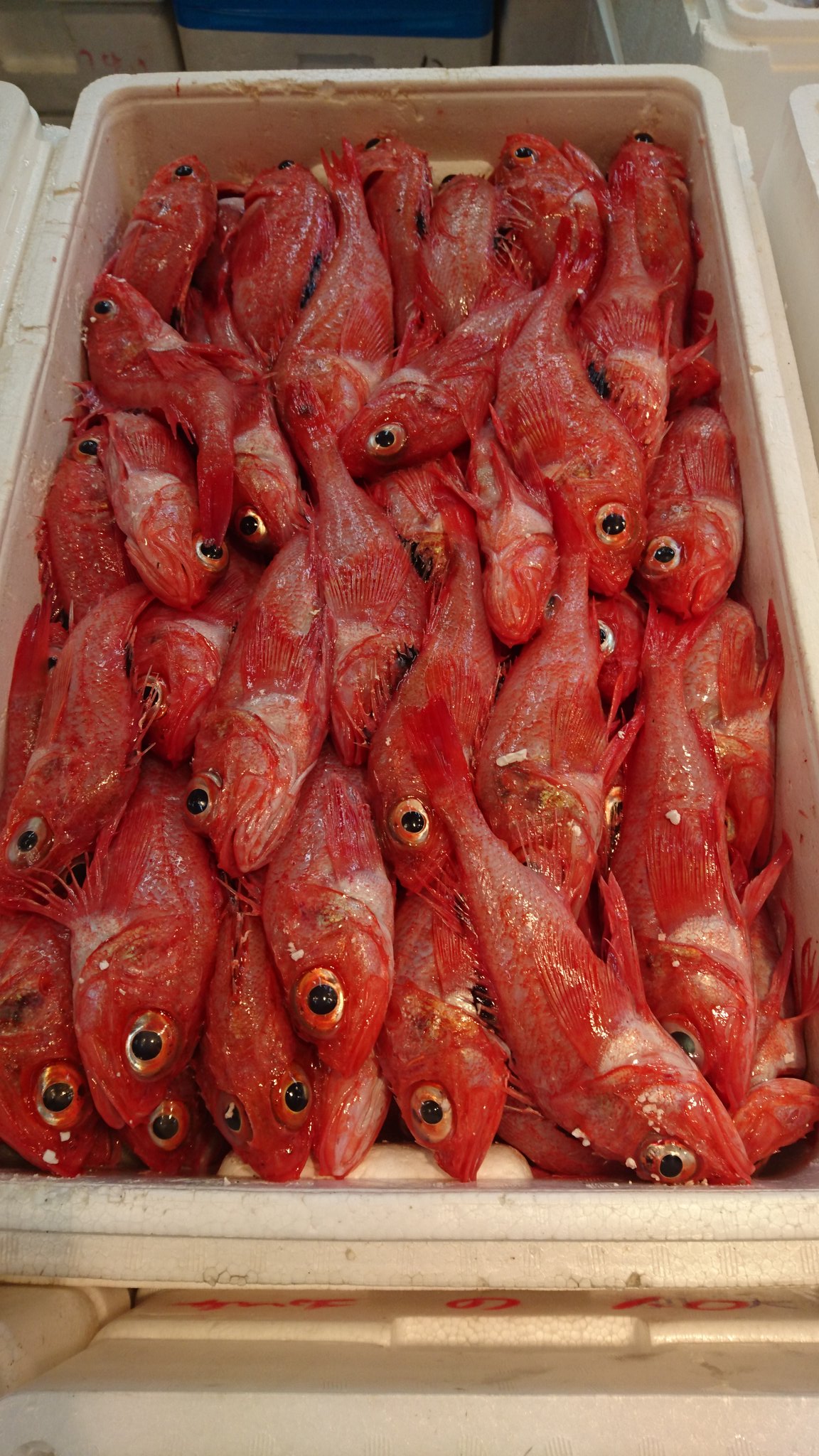 生田よしかつ 煮魚や焼き魚でメチャクチャ美味しい高級魚キンキの稚魚 豆キンキとかいって成魚の5分の1の値段で売ってた T0t 資源の持続可能性を確保する制度を一日も早く作らないと オープンエントリー16 T Co Vhvunhwv43 Twitter