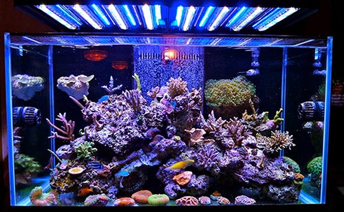 johnmilton050's tweet image. Choose The Right #LedFishTankLight For Your Aquarium
goo.gl/F4yttd
#aquariumlighting #aquariumlights