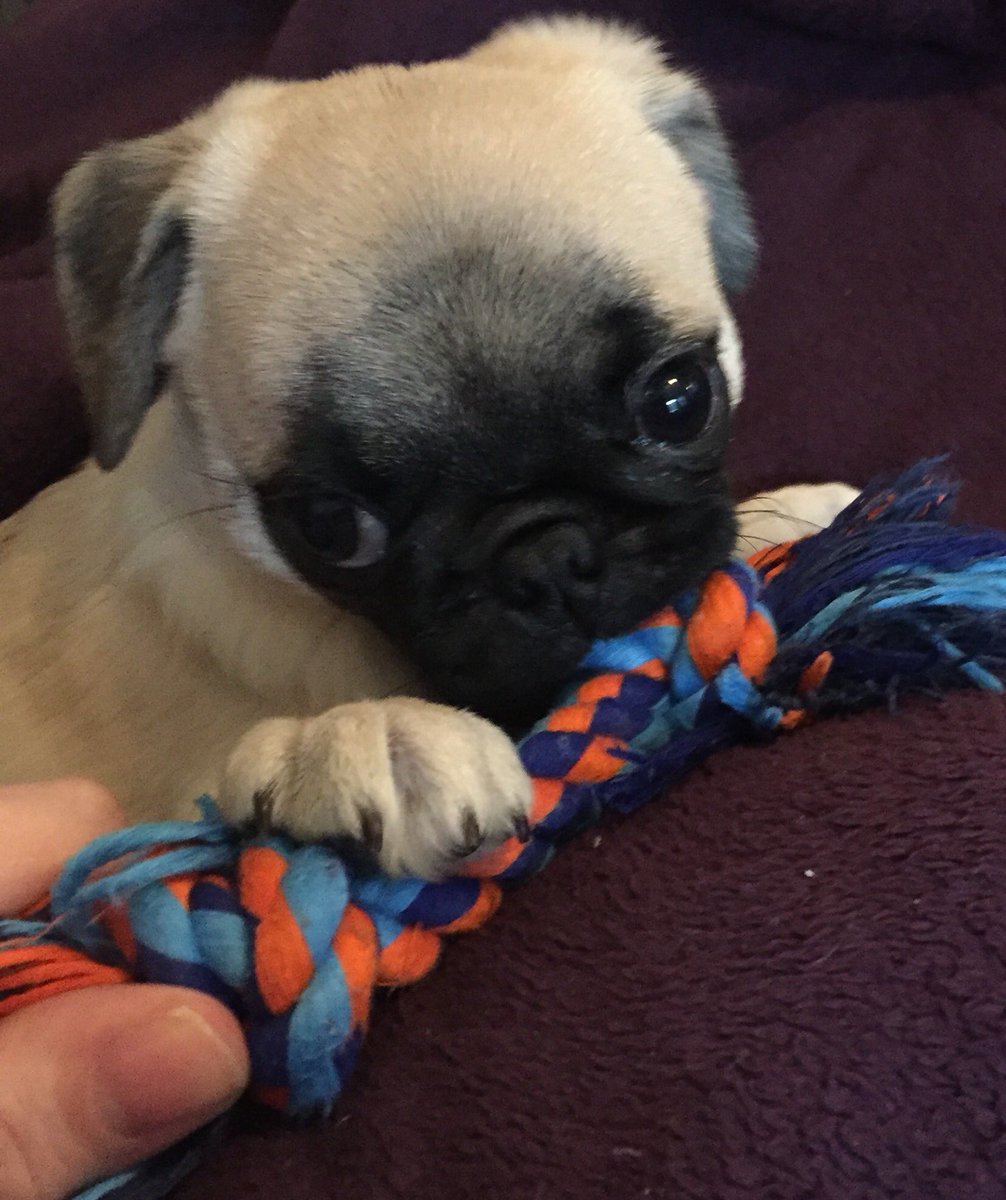 #puglife