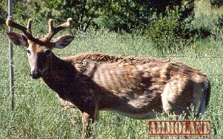 GWFirearms's tweet photo. Michigan Confirms Additional CWD-Positive Free-Ranging Deer, Bringing the Total to 7 https://t.co/RGL4HACFyY https://t.co/kSF75JDH4w