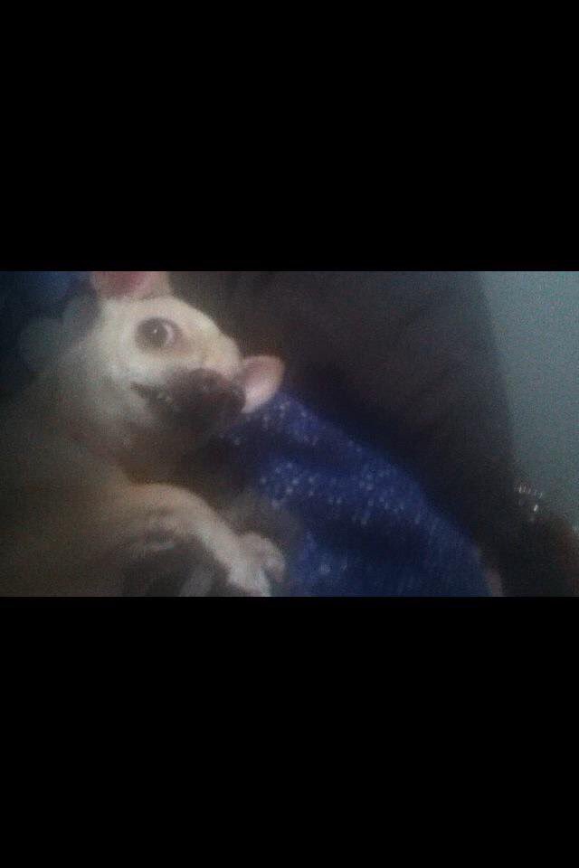 IzzyIsabelJ's tweet photo. When your owner walks in on you maxing their food https://t.co/fJRWMGZ0Ls