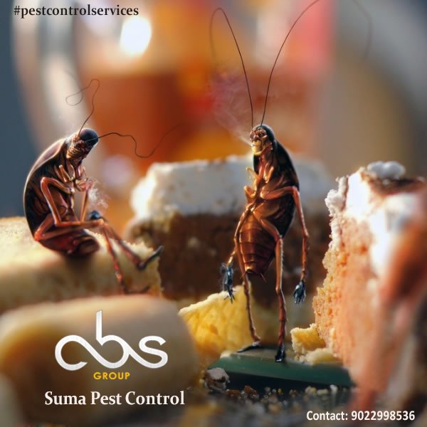 absgroup55's tweet photo. Don't be scared of your nights &amp; don't allow cockroaches to harm your health. Call Suma Pest Control to get them out https://t.co/DR7PoOPeVo