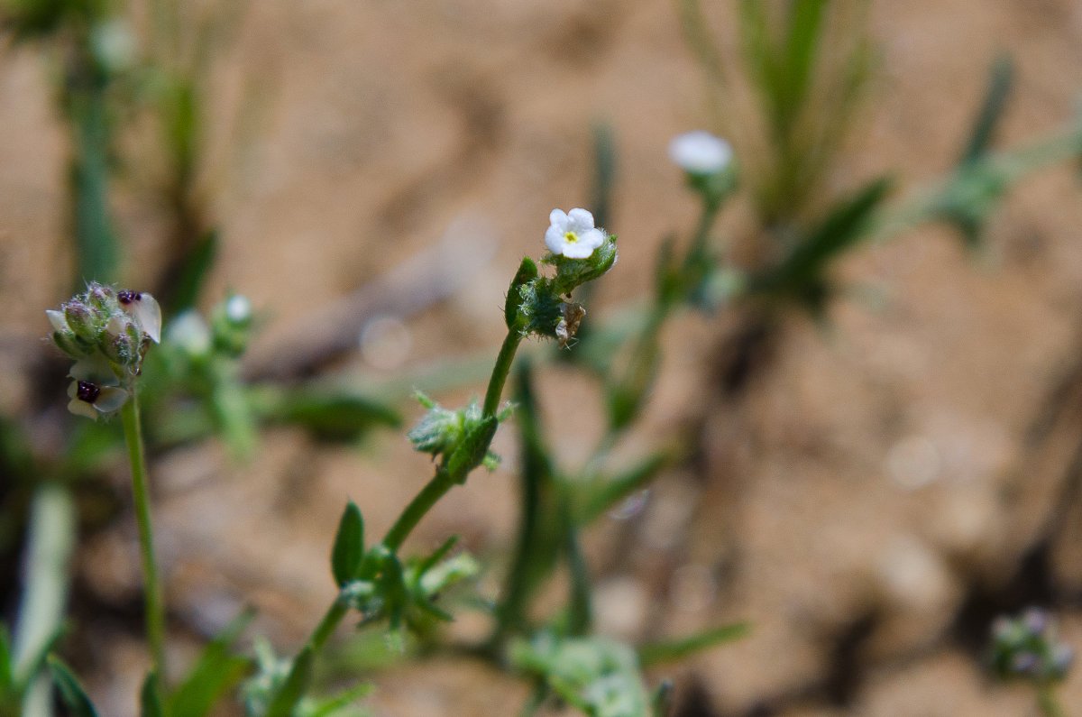 IRNLandmarks's tweet photo. Palmer’s grappling hook: See it in Black Star Canyon. #321Bloom #24HoursofWildflowers https://t.co/kD5kMLkcCy https://t.co/ADWLeTu8UJ
