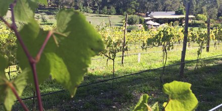 Adelaide Film Works (formerly RedBikini) tweet media