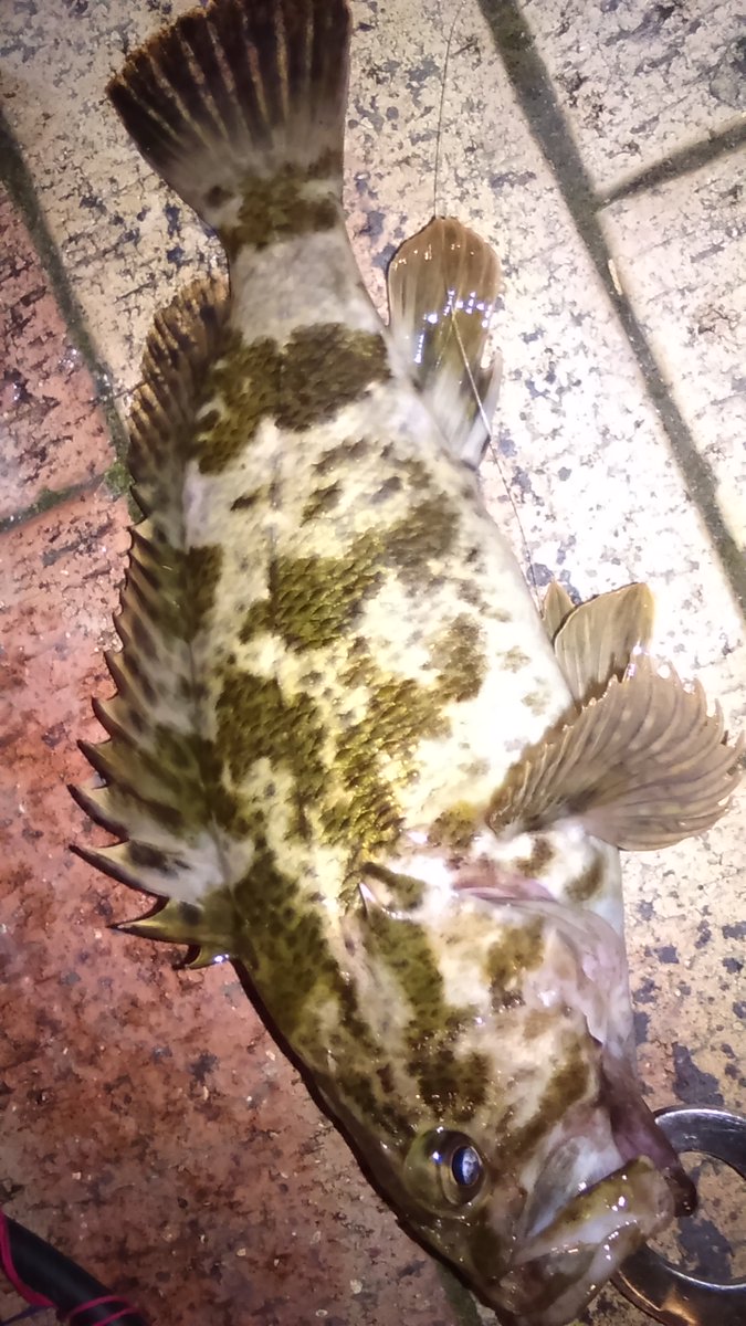 涙骨 先日大阪湾の奥の奥で釣ったタケノコメバル 久々の尺 竿では上がらずタモ発射 ブラックバスのような魚体でした キノコと野菜と蒸して食べたら絶品 T Co D1lfsyrern