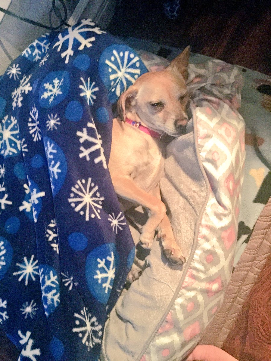 MrsRuby88's tweet photo. My spoiled princess https://t.co/RE9ARYZkiw