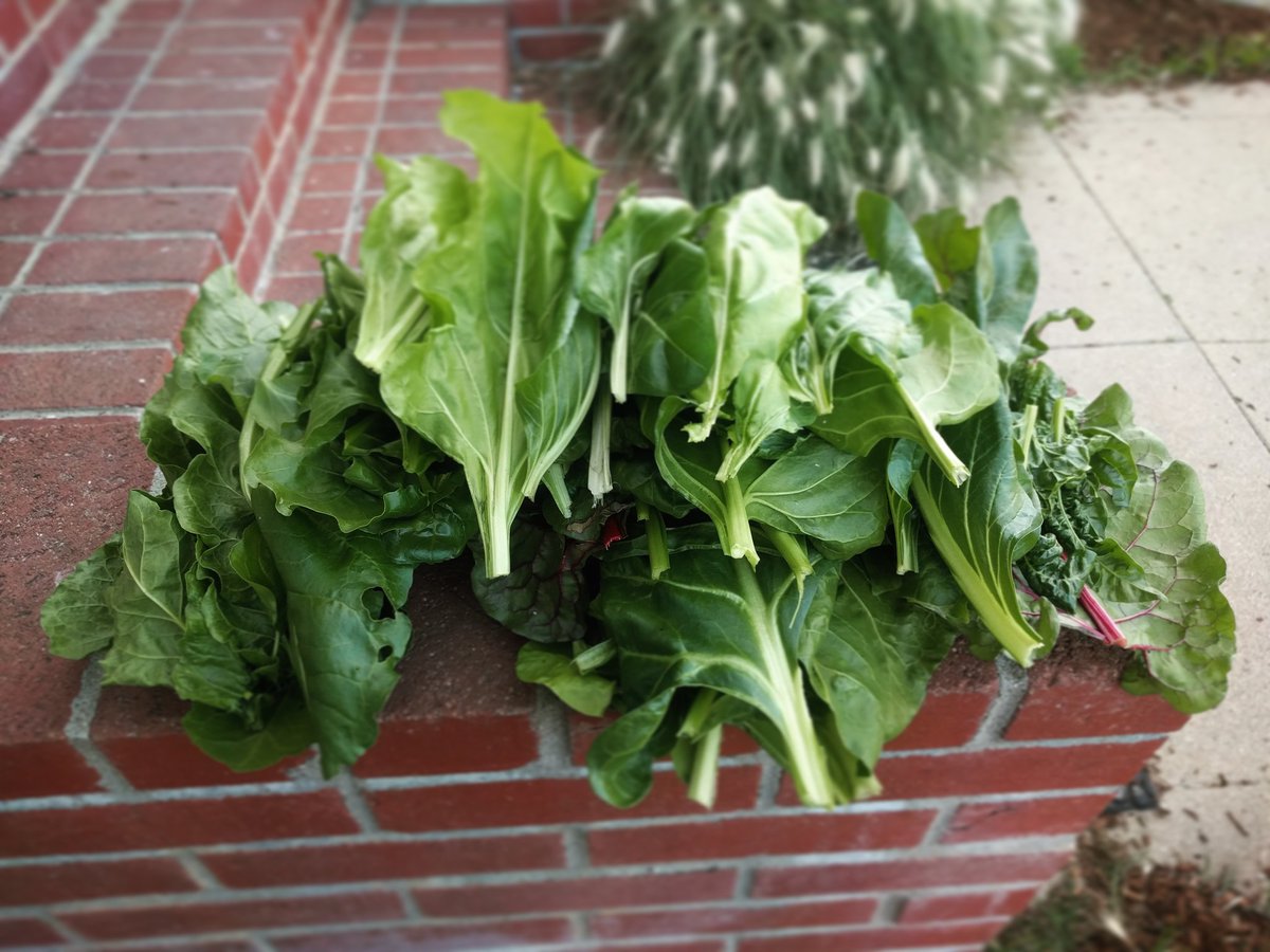farmbotio's tweet photo. #OwnYourFood with #FarmBot https://t.co/kcZNJ3ks3G