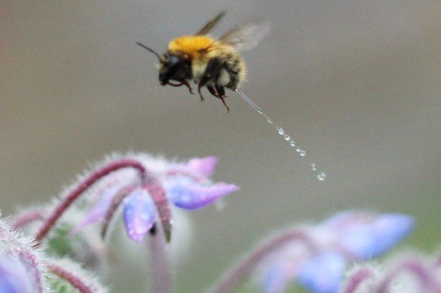 Mark Parrott, a photographer, captured this picture of a bee peeing mid-flight.