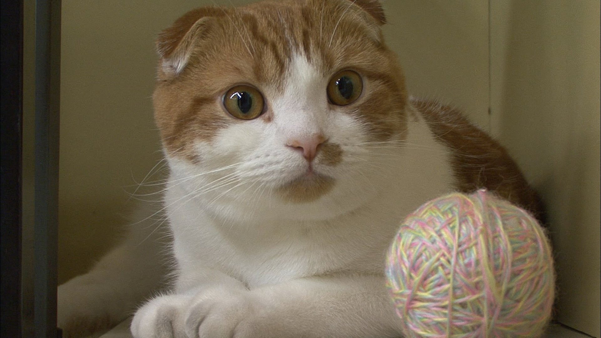 羽鳥慎一モーニングショー Twitterissa 明日3 23の放送予定からピックアップ 猫ブームの中 今一番注目は anan の表紙を単独で飾った美猫レオン君 世界的カメラマンも大絶賛 ドラマ スミカスミレ のマスコットキャラクターにも大抜擢の 羽鳥慎一モーニングショー Twitterissa 明日3 23の放送予定からピックアップ 猫ブームの中 今一番注目は anan の表紙を単独で飾った美猫レオン君 世界的カメラマンも大絶賛 ドラマ スミカスミレ のマスコットキャラクターにも大抜擢の